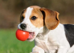 Webwinnaar portfolio websites - Webdesign Dierenarts Schelle