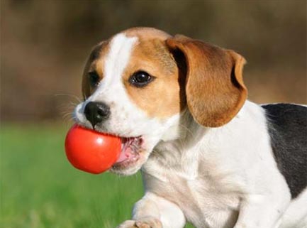 Webwinnaar portfolio websites - Webdesign Dierenarts Schelle