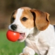 Webwinnaar portfolio websites - Webdesign Dierenarts Schelle