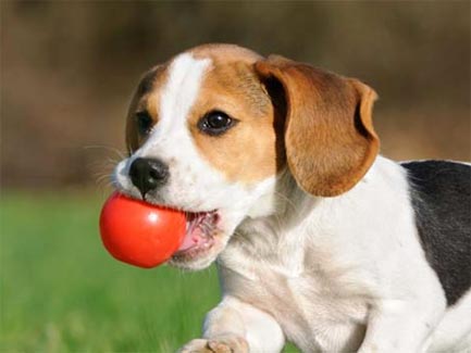 Webwinnaar portfolio websites - Webdesign Dierenarts Schelle