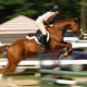 Webwinnaar portfolio websites - Webdesign My Vet Veterinaries
