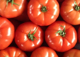 Webwinnaar portfolio websites - Webdesign Olbrechts Tomaten