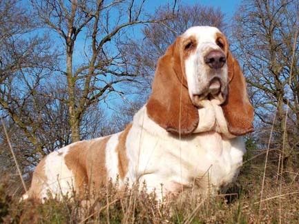 Webwinnaar portfolio websites - Webdesign Dierenarts Marianne Geens Duffel